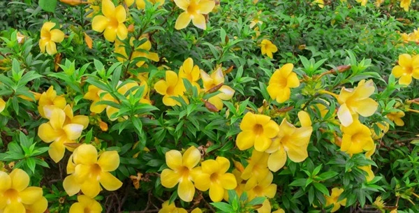 Allamanda