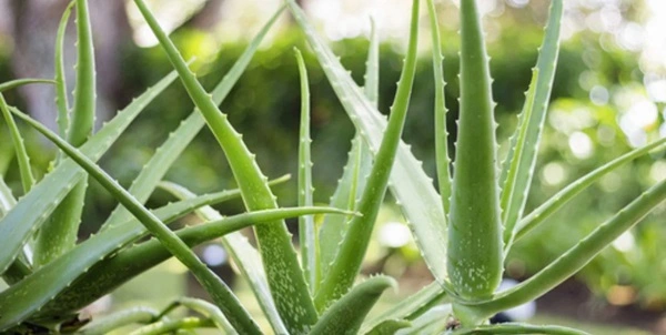 Aloe Vera