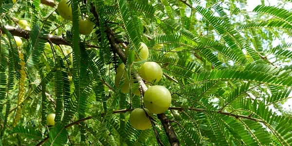 Amla