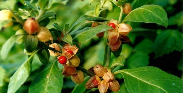 Ashwagandha