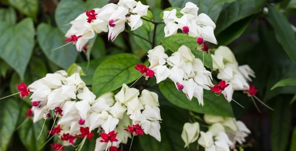 Bleeding Heart Vine