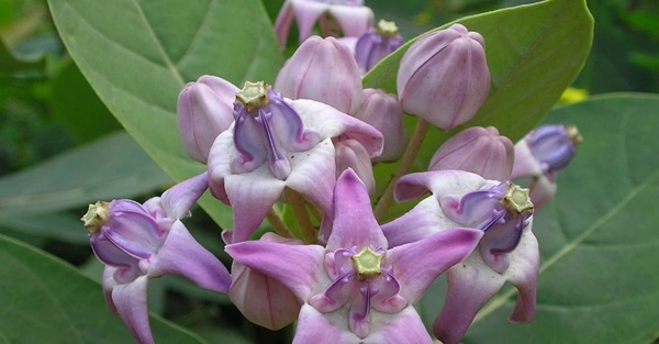 Calotropis