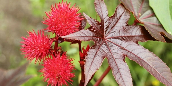 Castor Bean Plant