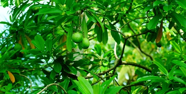 Cerbera Odollam