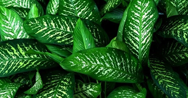 Dieffenbachia