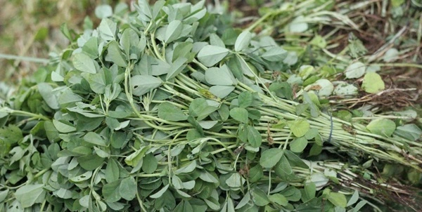 Fenugreek