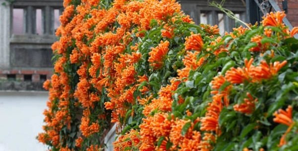 Flame vine