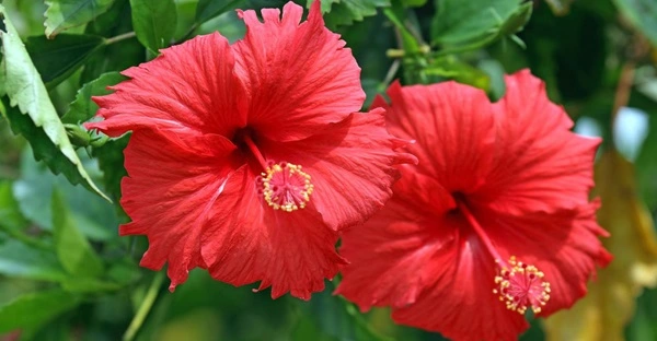 Hibiscus