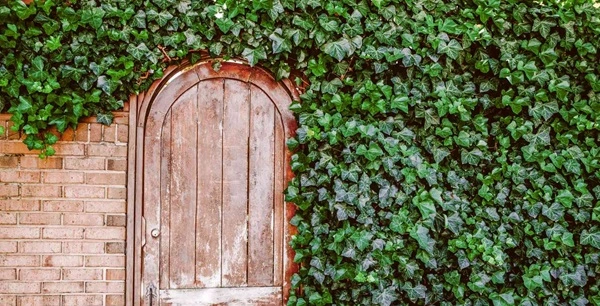 Ivy