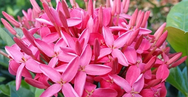 Ixora