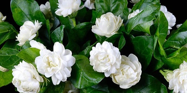 Jasmine