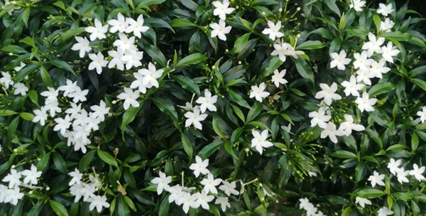 Jasmine