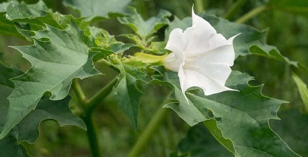 Jimsonweed