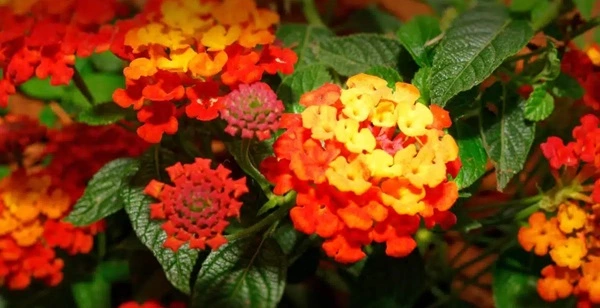 Lantana