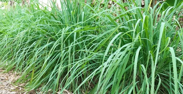 Lemongrass