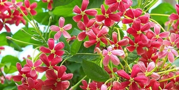 Madhu Malti