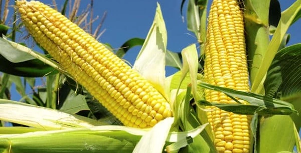Maize