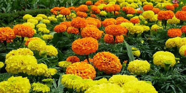 Marigold