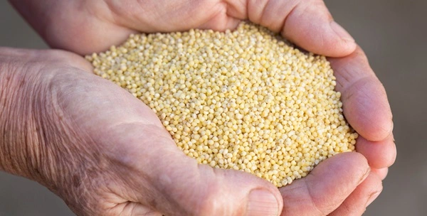 Millets
