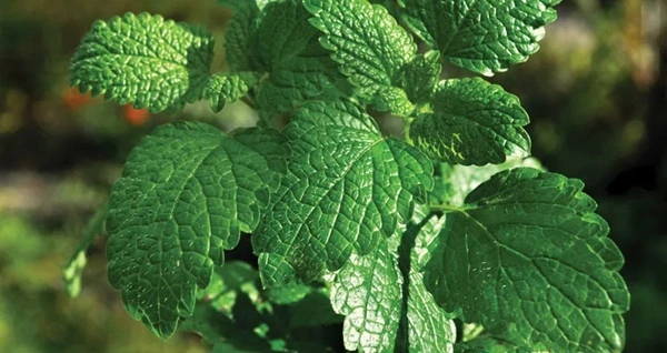 Mint