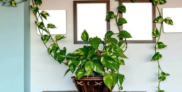 Money plant