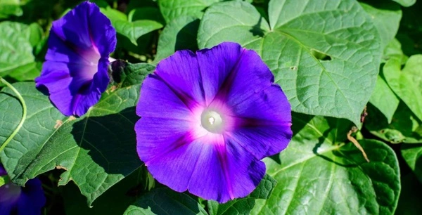 Morning glory