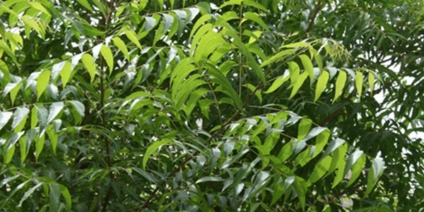 Neem