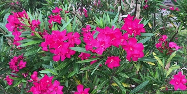 Oleander