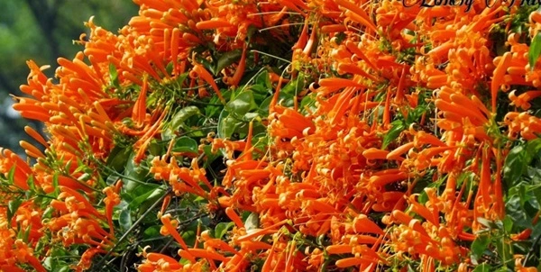 Orange Trumpet Vine