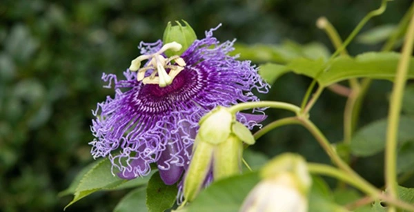 Passionflower