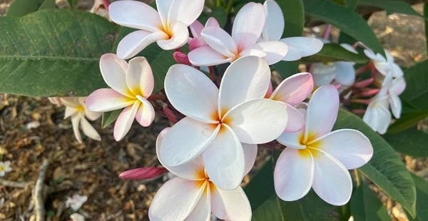 Plumeria