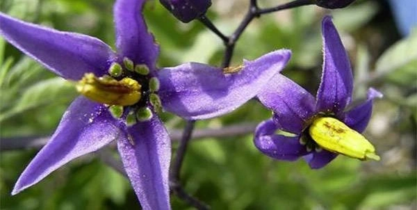Purple Nightshade