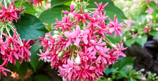Rangoon Creeper