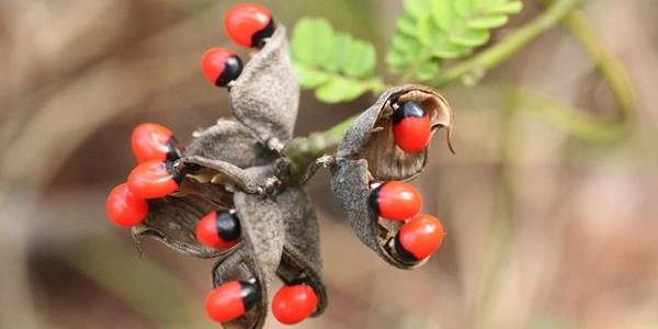 Rosary Pea