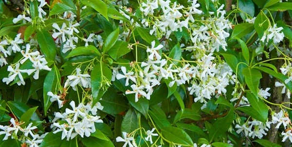 Star Jasmine
