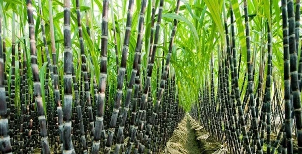 Sugarcane