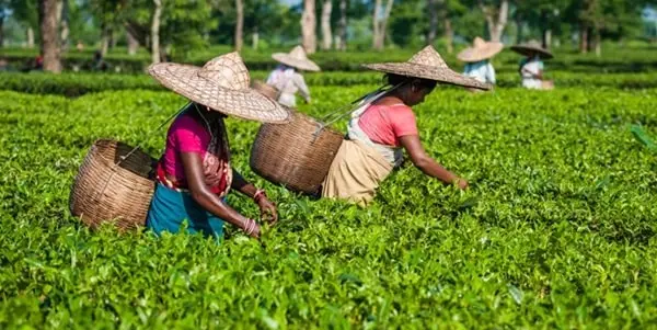 Tea-States-India