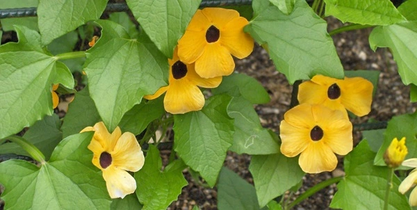 Thunbergia
