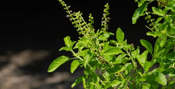 Tulsi