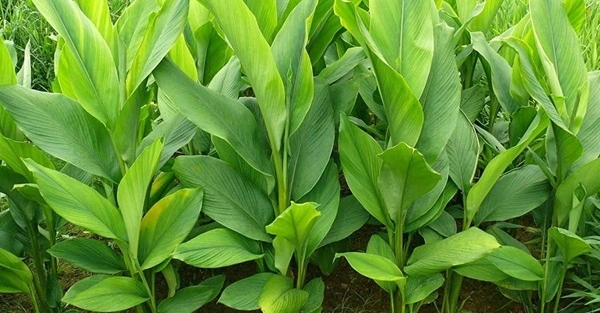 Turmeric