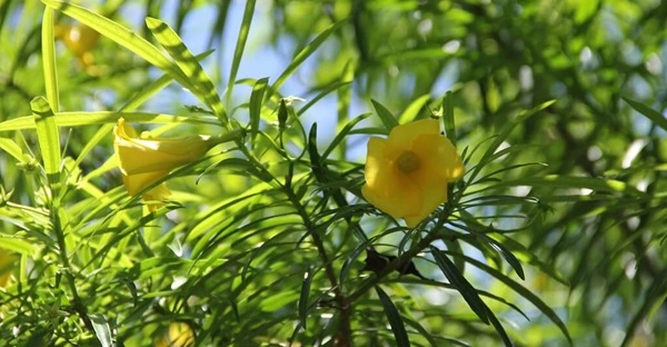 Yellow Oleander