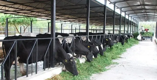 milk-production