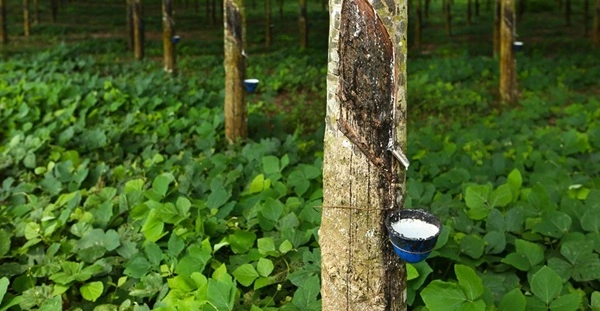 rubber producing states