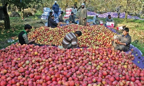 Apple Producing