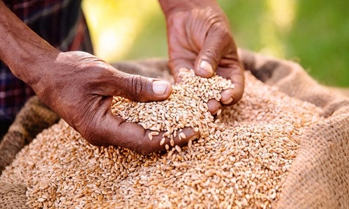 Barley Producing
