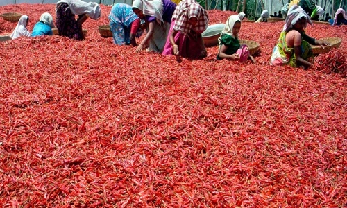 Chilli Producing