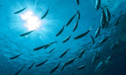 Fish Producing