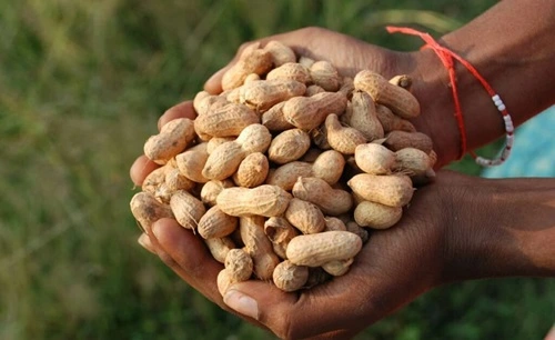 Groundnut Producing