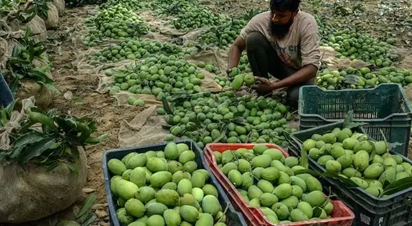 Mango