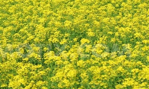 Mustard Producing